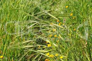 Wild-growing cereals on green meadow in spring