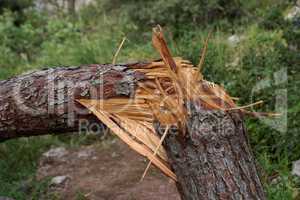 Cracked pinetree closeup