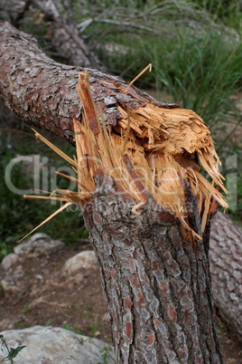 Cracked pinetree closeup
