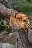 Cracked pinetree closeup