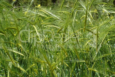 Wild-growing cereals on green meadow in spring