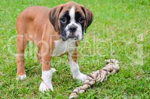 Beautiful boxer puppy playing with rope