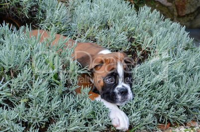 Beautiful Boxer puppy female fawn playing in lavender