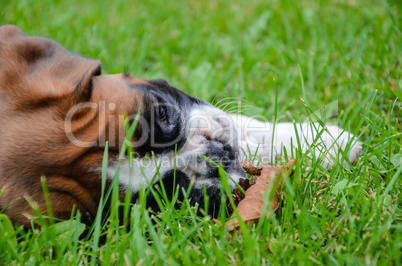 Beautiful fawn boxer puppy lying on the grass with a dead leaf
