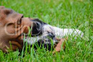 Beautiful fawn boxer puppy lying on the grass with a dead leaf