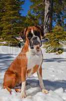 Fawn female boxer dog sitting in the snow