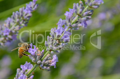 Bee gathering pollen on a sprig of lavender