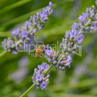 Bee gathering pollen on a sprig of lavender