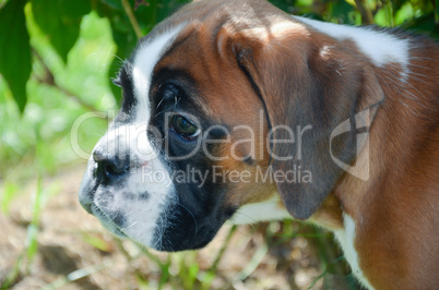 Beautiful Boxer puppy 2 months old alert