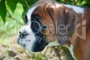Beautiful Boxer puppy 2 months old alert