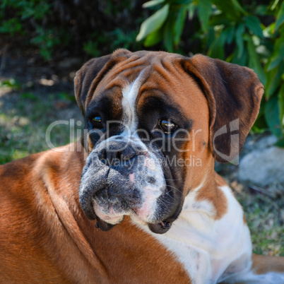 Beautiful Boxer dog fawn attentive and lying.
