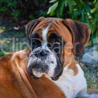 Beautiful Boxer dog fawn attentive and lying.