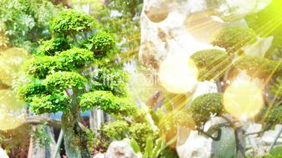 bonsai tree in garden and sunrays seamless loop