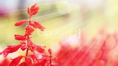 red flowers and sunlight slowmotion seamless loop