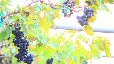 bunches of red wine grapes close-up