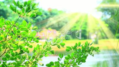 green leaves and sunrays slowmotion seamless loop
