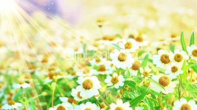 camomile flowers and sunlight seamless loop