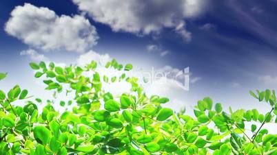 green leaves and clouds