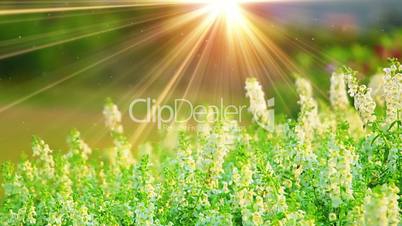 white flowers and sunrays in spring forest