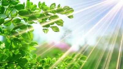 green leaves and sunrays slowmotion seamless loop