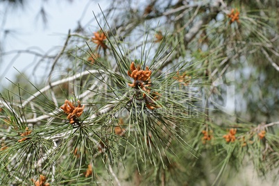 Male pollen cones (strobili) among needles on Mediterranean pine tree, shallow DOF