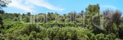 Green hill covered with bushes and trees