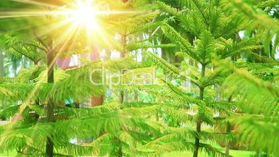 conifer trees and sunrays in park