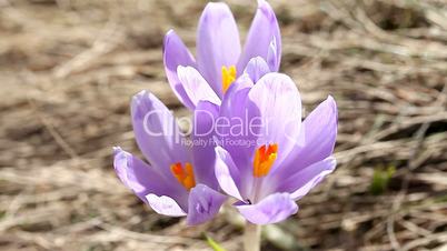 beautiful spring crocus close-up background