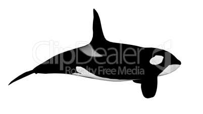 Killer whale - 3D render