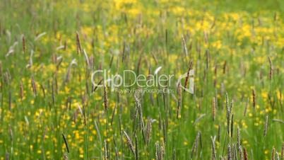 beautiful blooming yellow fields with spikelets