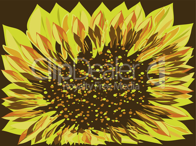 Bright Sunflower flower brown background large
