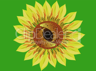 Bright Sunflower flower green background closeup