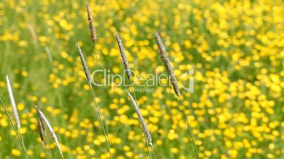 beautiful blooming yellow fields with spikelets HD