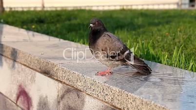 One pigeon in the city