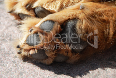 Paw of sleeping dog