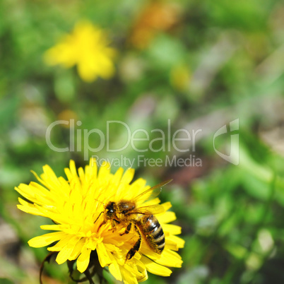 One bee on dandelion