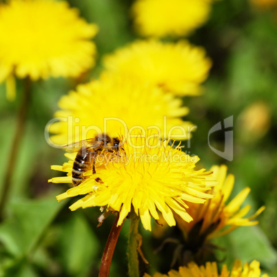 One bee on dandelion