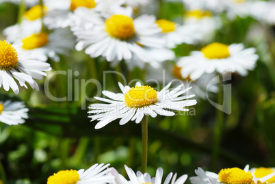 Blooming daisies