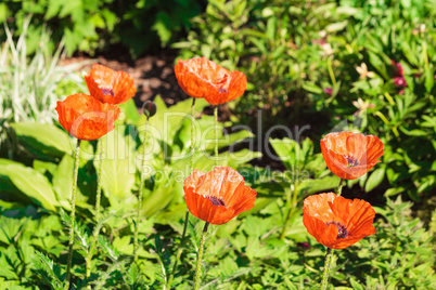 Close up der roten Mohnblumen