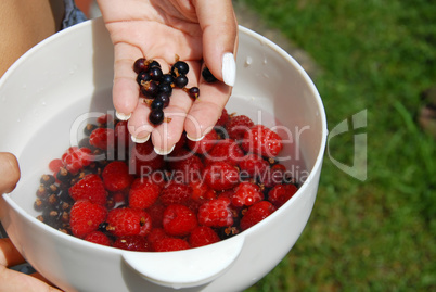 Holding black currants in the hand