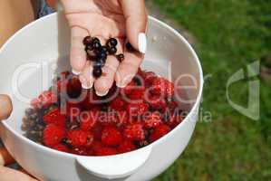 Holding black currants in the hand