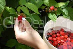 Hand harvesting one raspberry