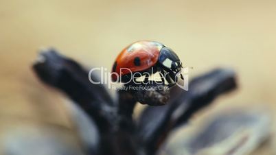 Ladybird crawling on the cone , close-up
