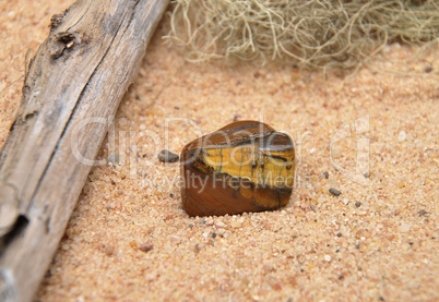 Tigerauge am Strand