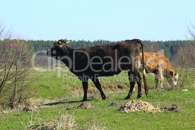 cows on the pasture