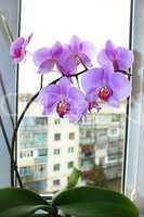 pink orchid on the window