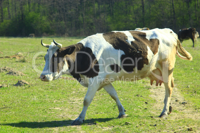 cows on the pasture