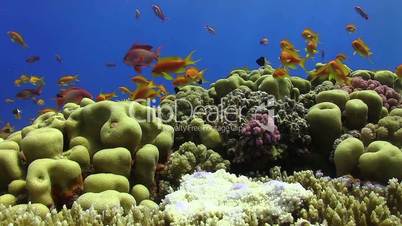 Tropical Fish on Vibrant Coral Reef, static scene