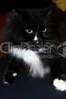 muzzle of black cat