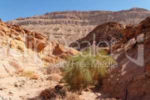 Scenic desert canyon